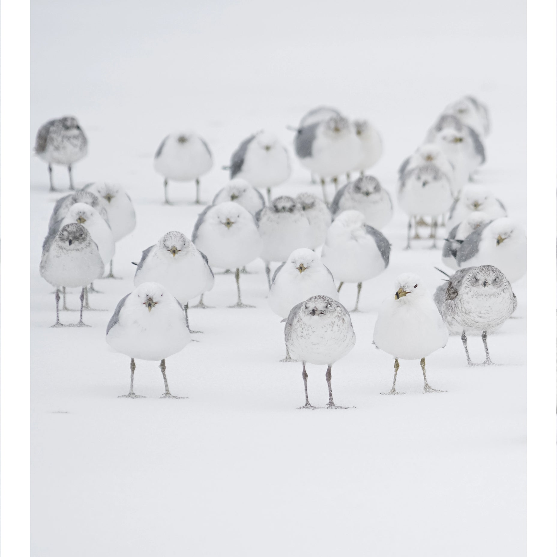White Birds in the Snow Animal Art Print No 2