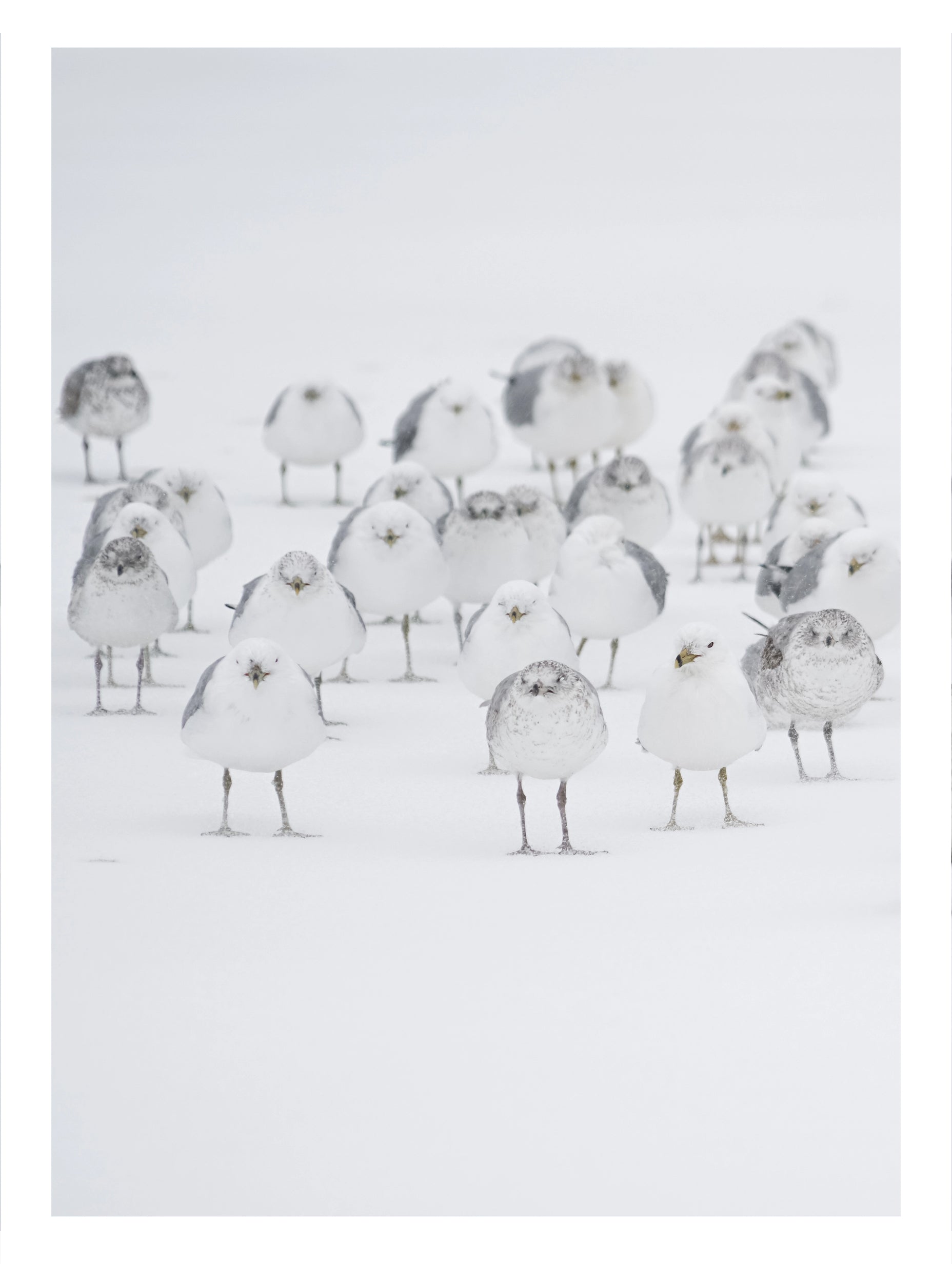 White Birds in the Snow Animal Art Print No 2