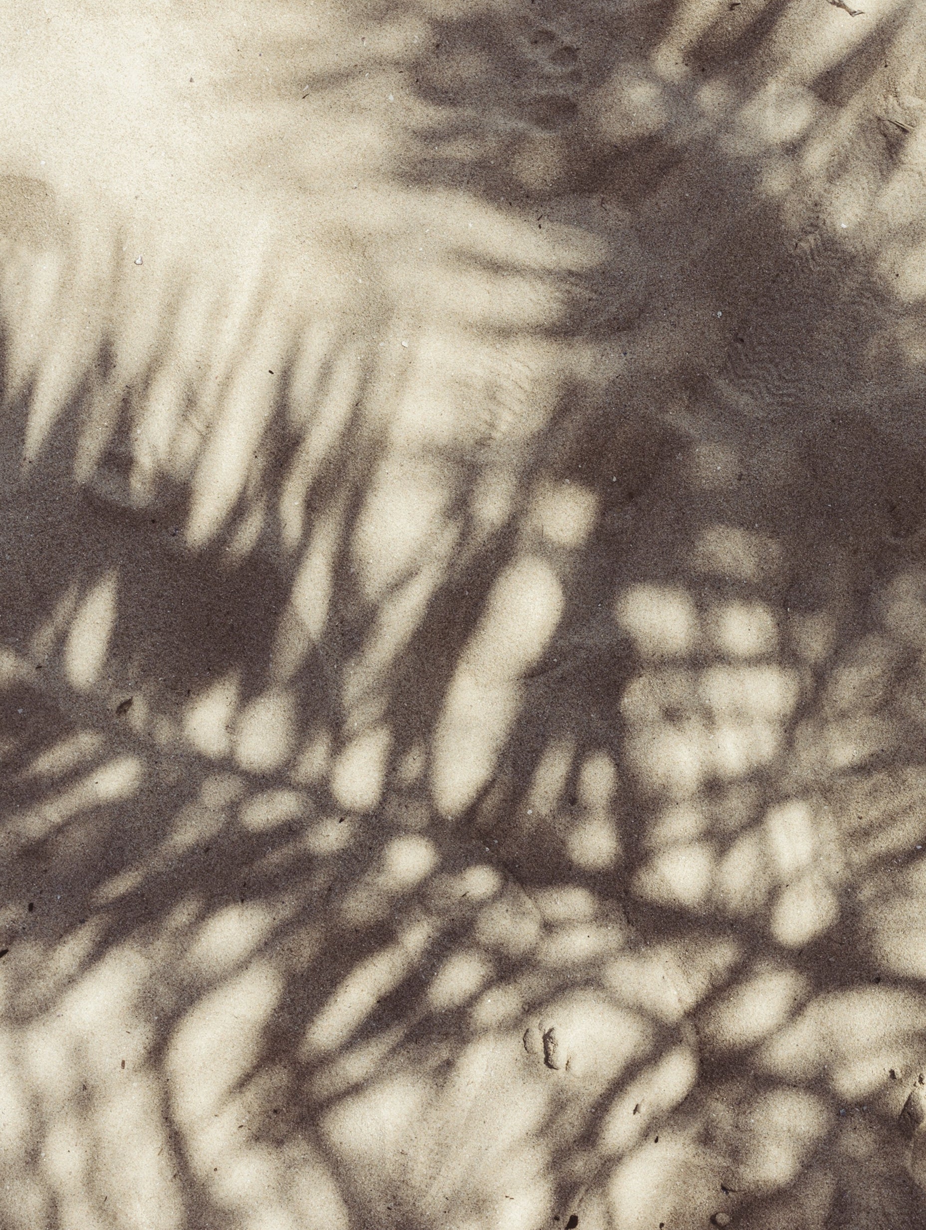 Abstract Palm Leaves Shadows Leaf Art Print