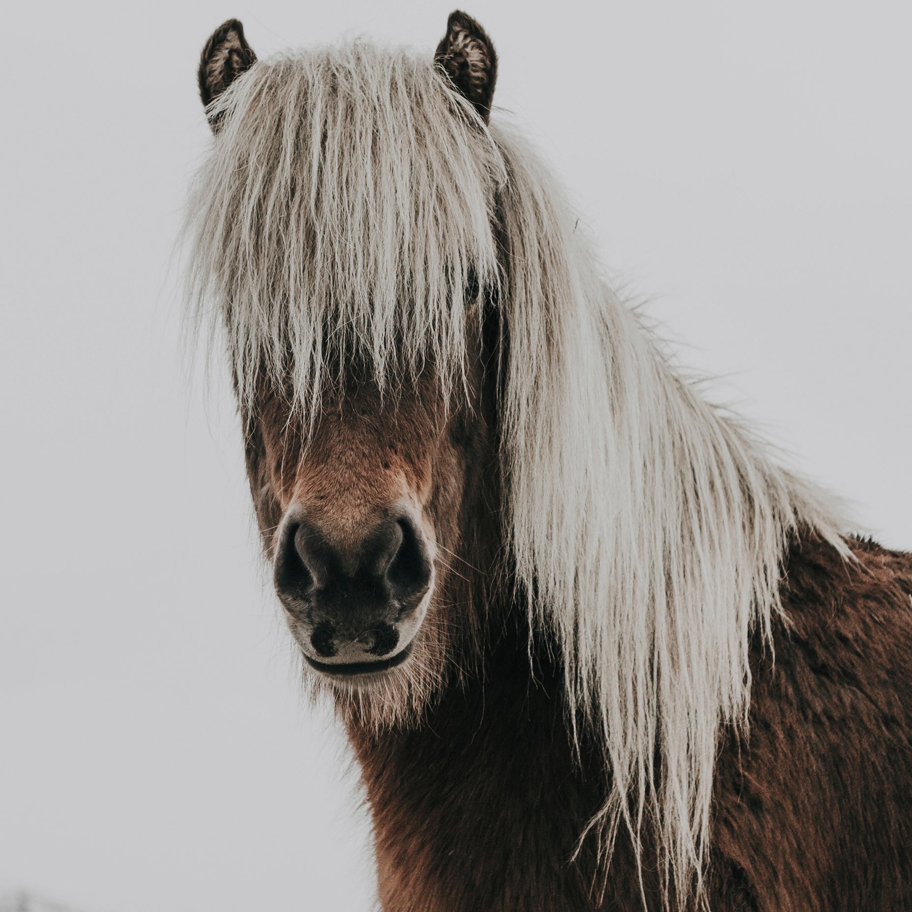Icelandic Horse Animal Poster