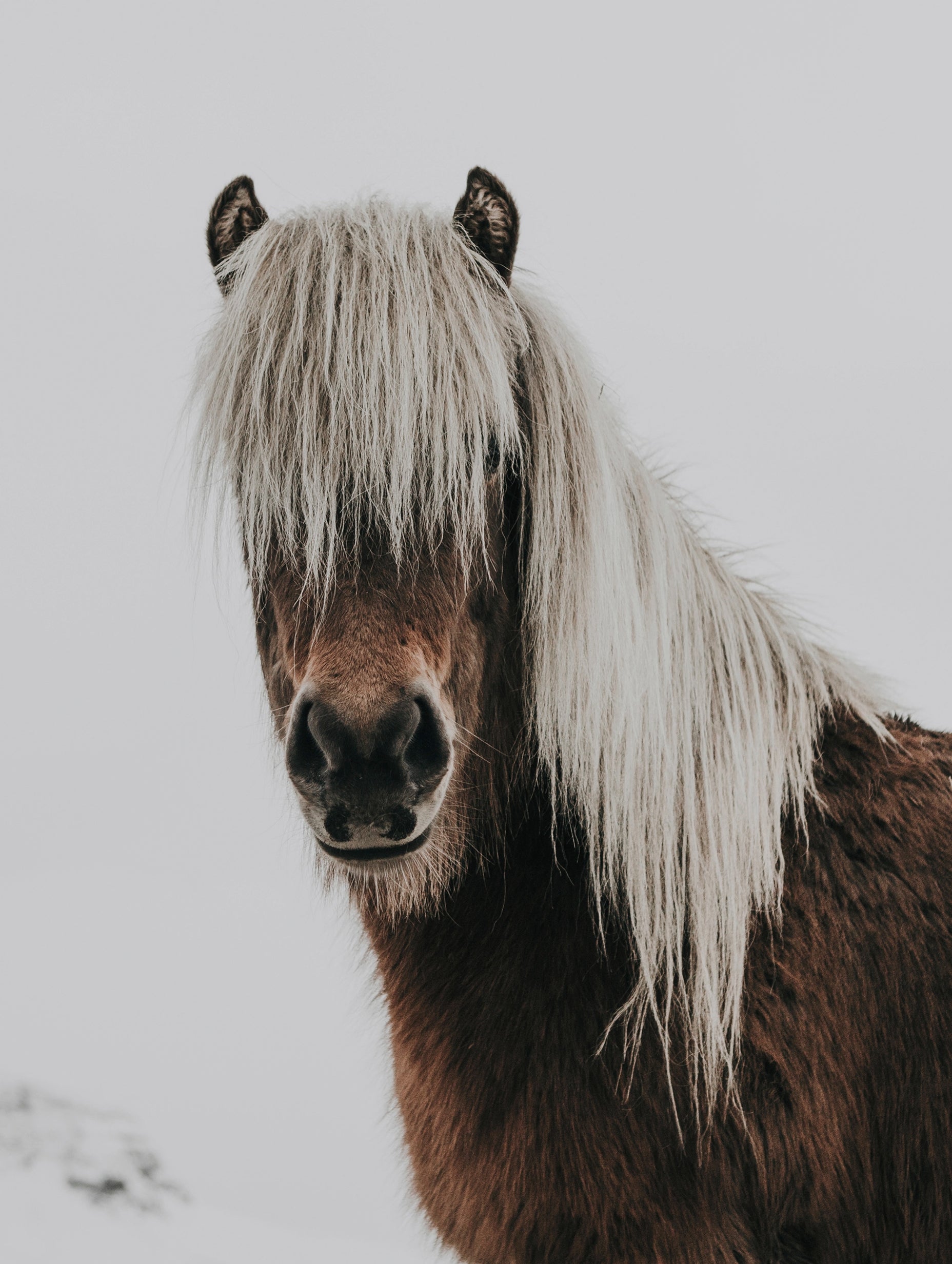 Icelandic Horse Animal Poster