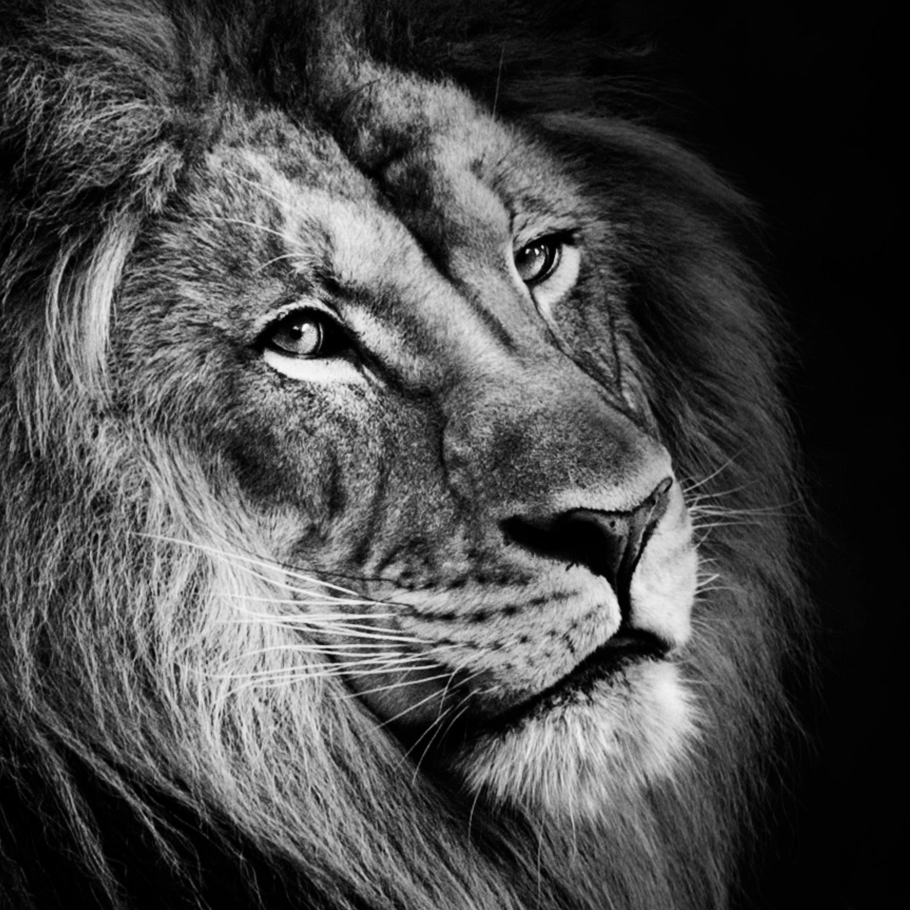 Lion Black & White Portrait Poster