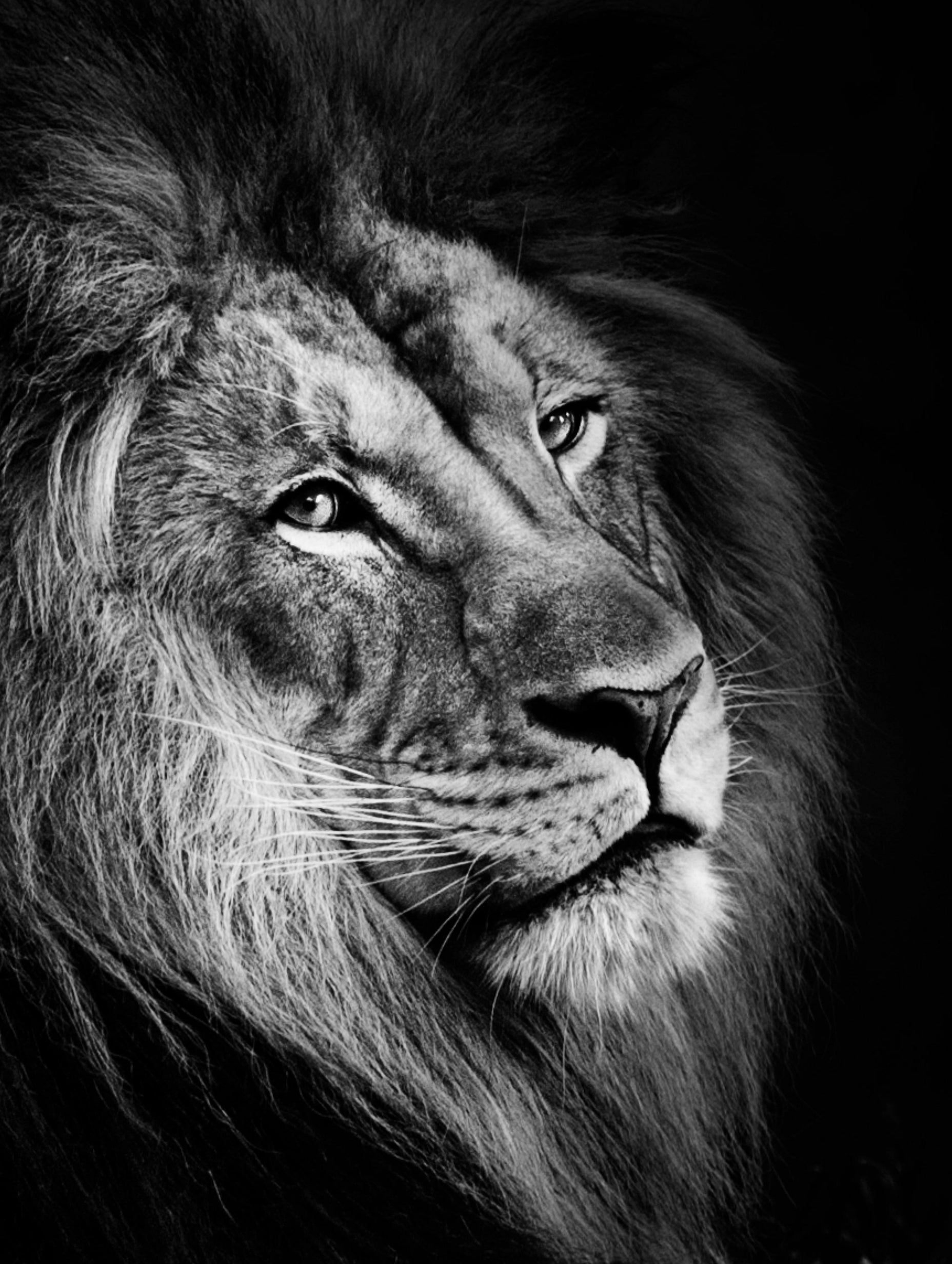 Lion Black & White Portrait Poster