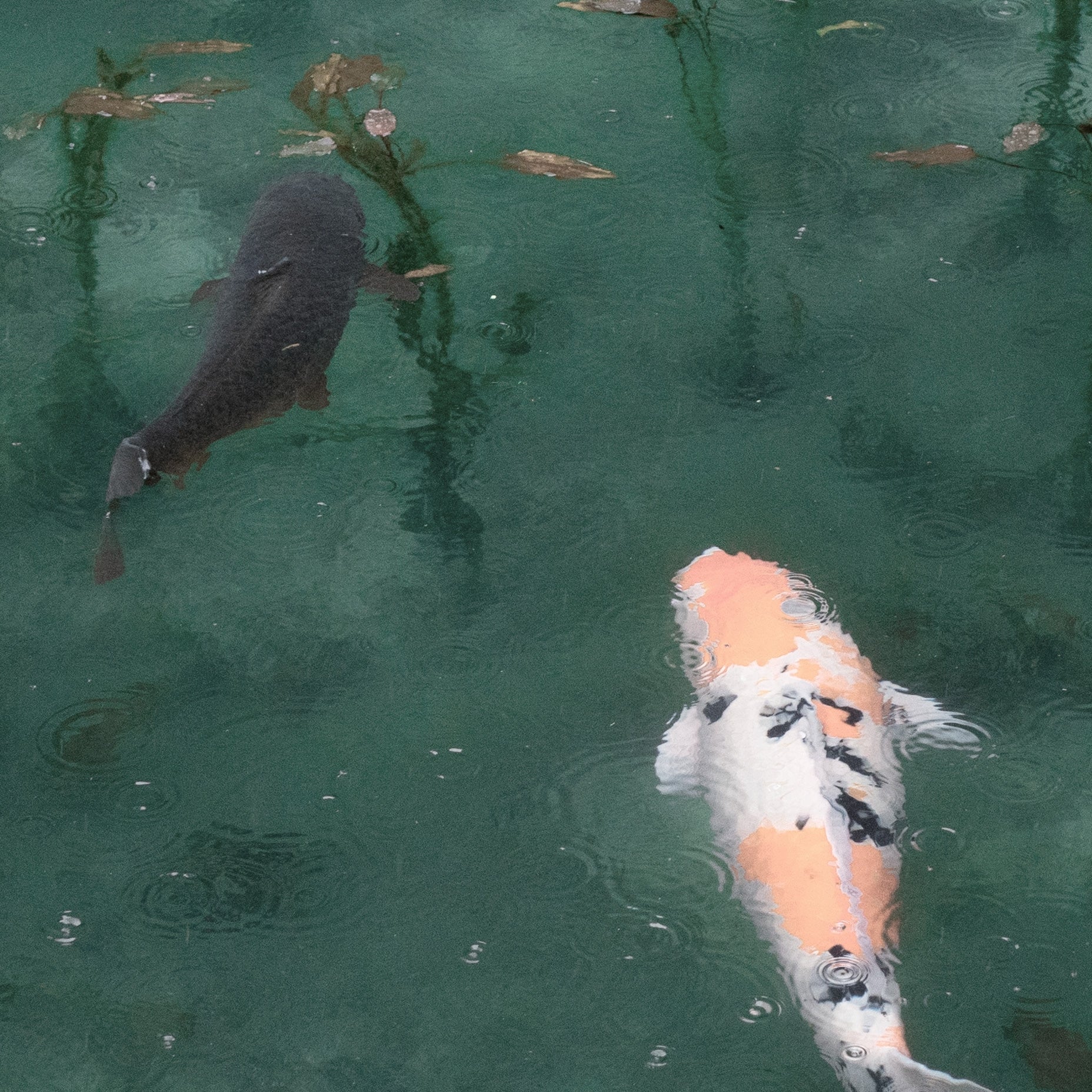 Koi Fish Animal Art Print