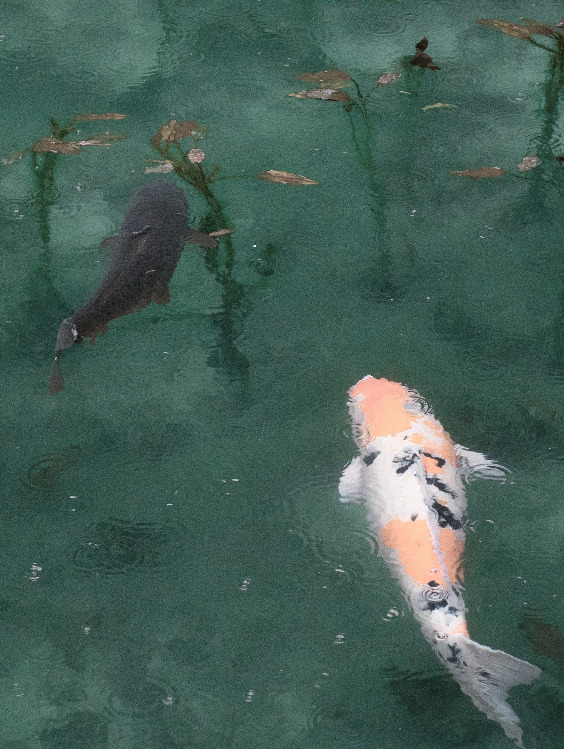 Koi Fish Animal Art Print