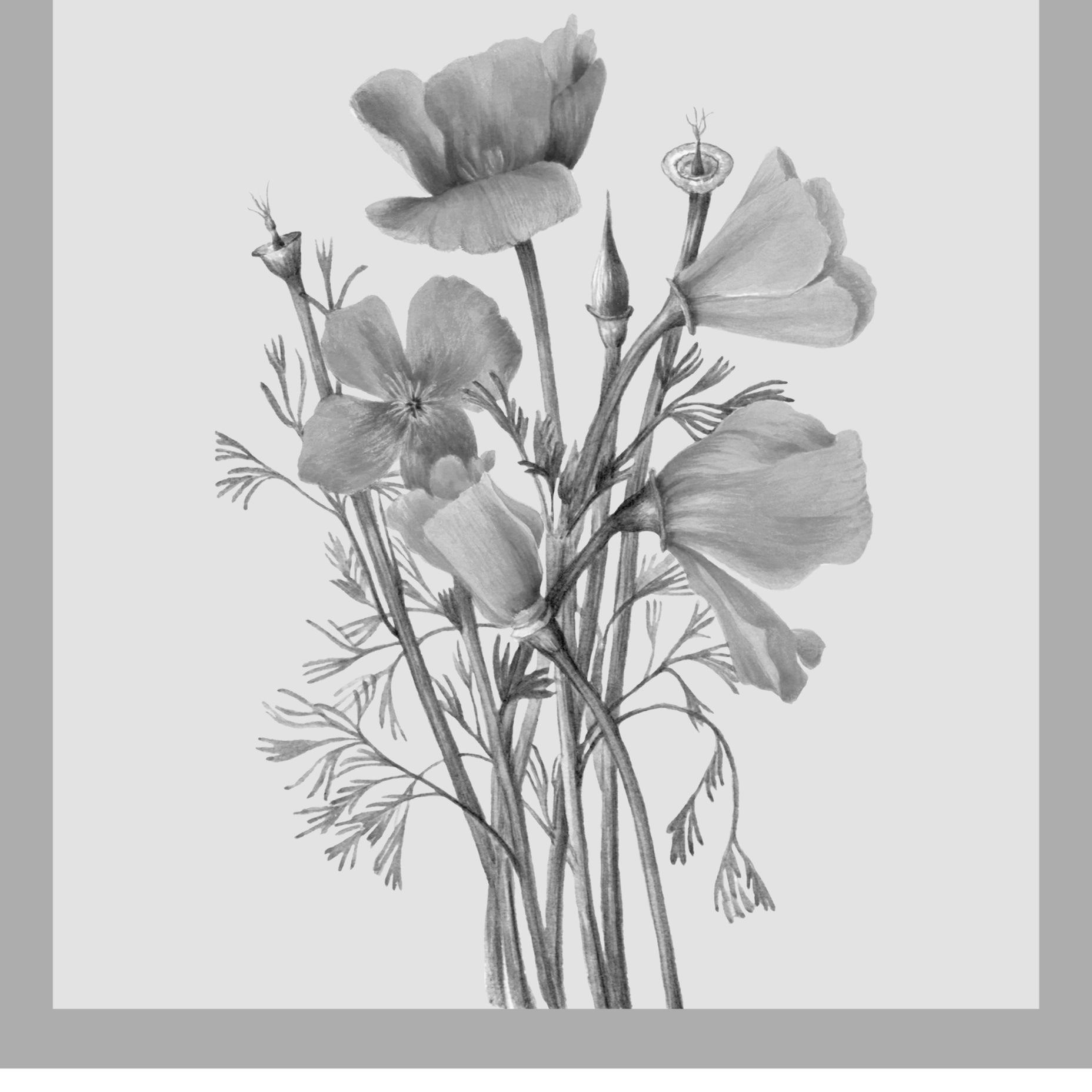 Kunsttrykket «The California Poppy» av Parker Thornton