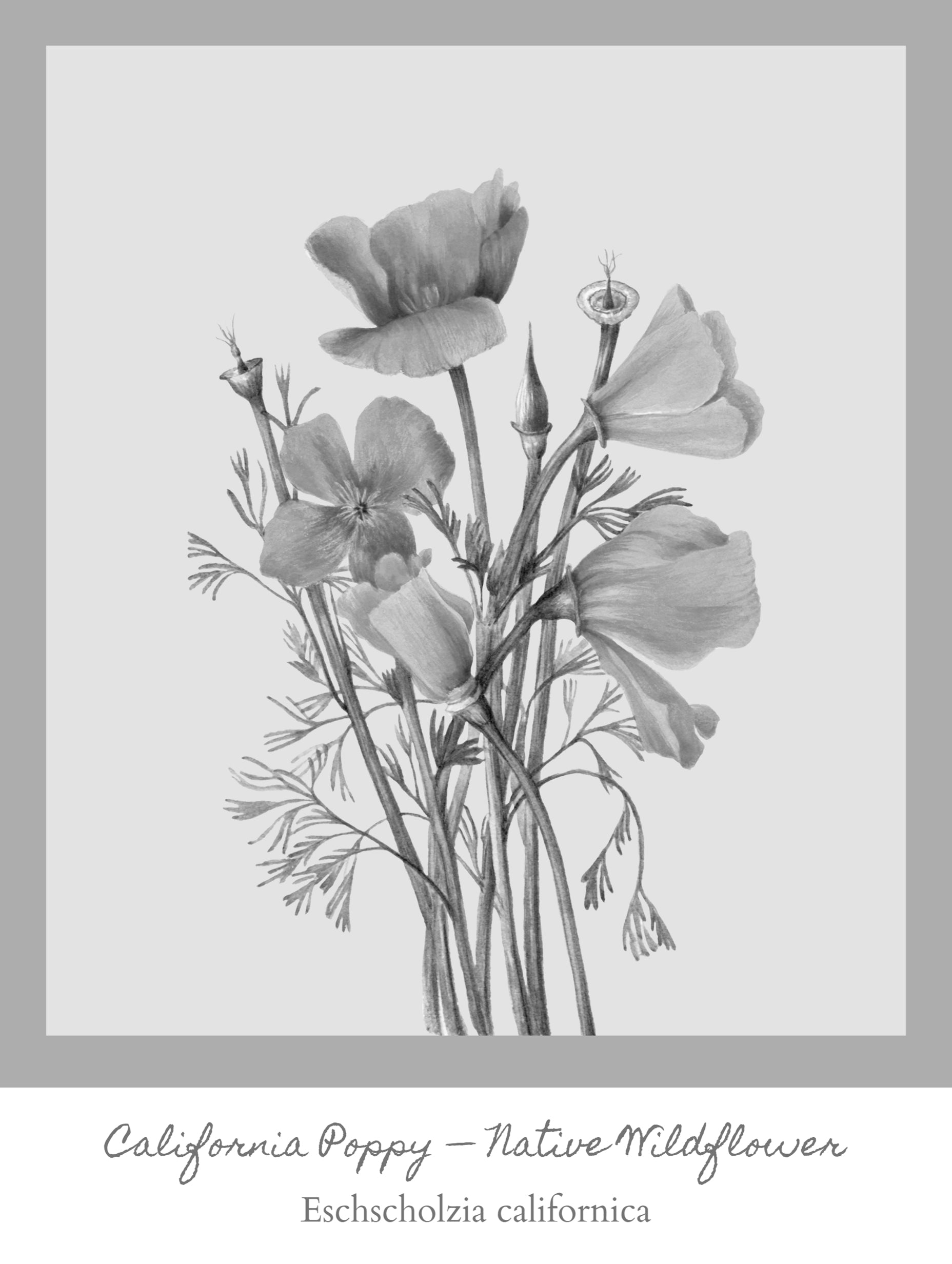 Kunsttrykket «The California Poppy» av Parker Thornton