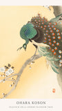 Peacock on a Cherry Blossom Tree - Ohara Koson