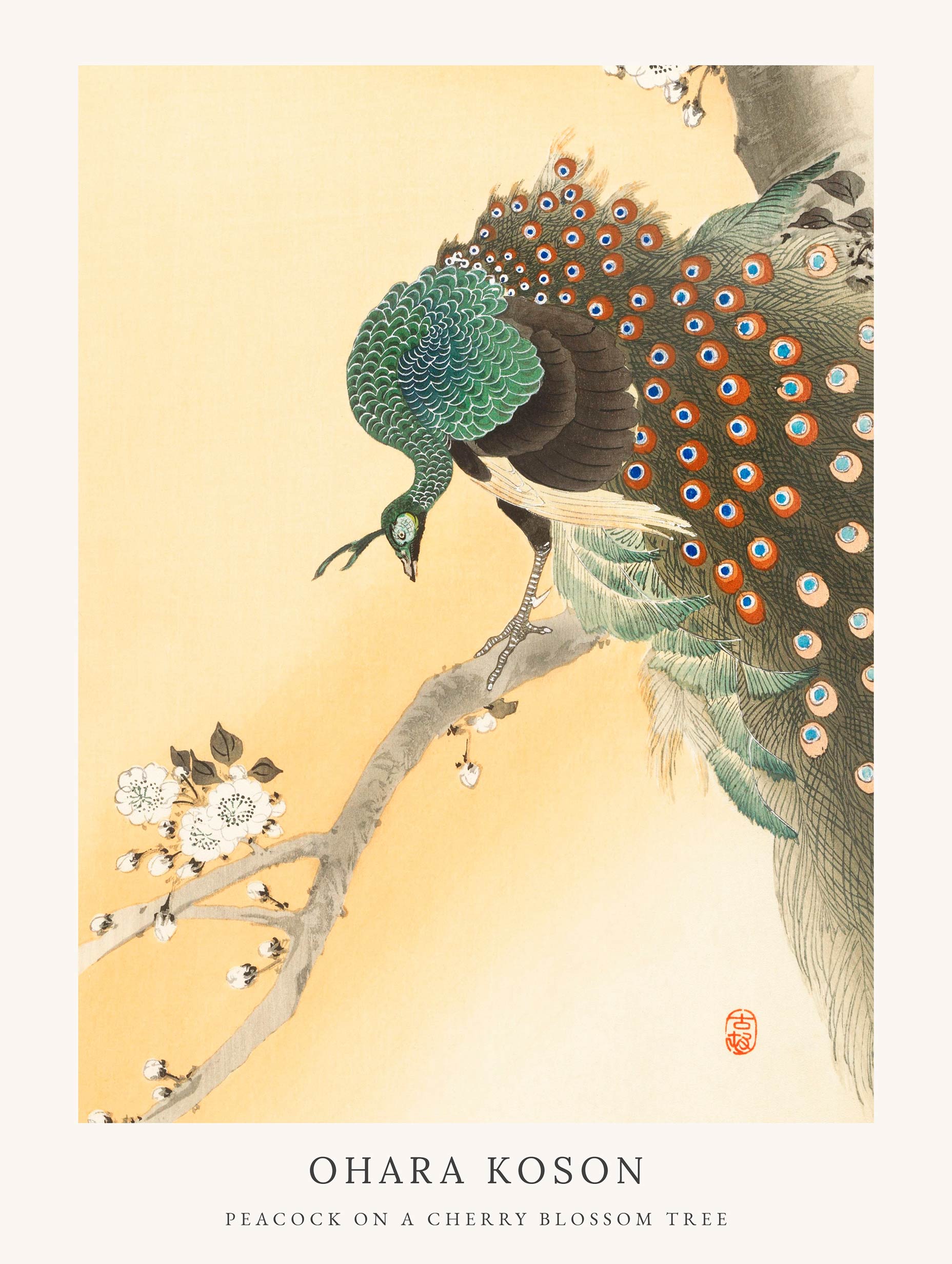Peacock on a Cherry Blossom Tree - Ohara Koson