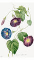 Star Glory Morning Glory - Joseph Redoute