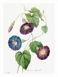 Star Glory Morning Glory - Joseph Redoute