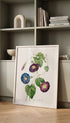 Star Glory Morning Glory - Joseph Redoute Mockup