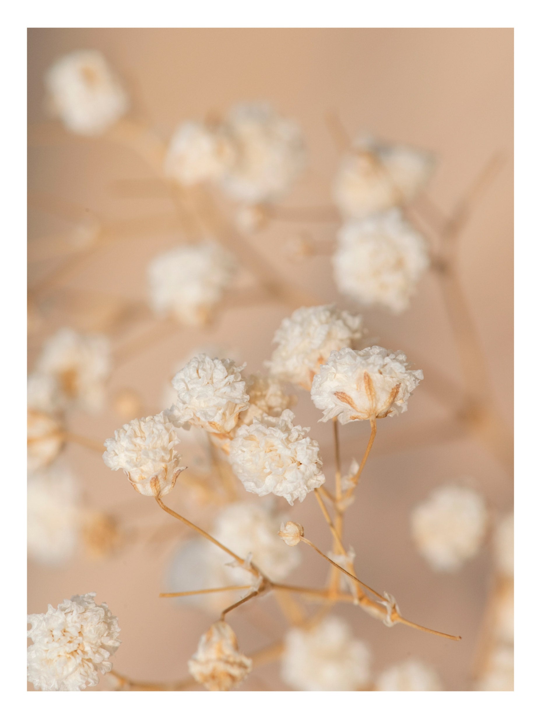 Baby’s Breath Flower Poster