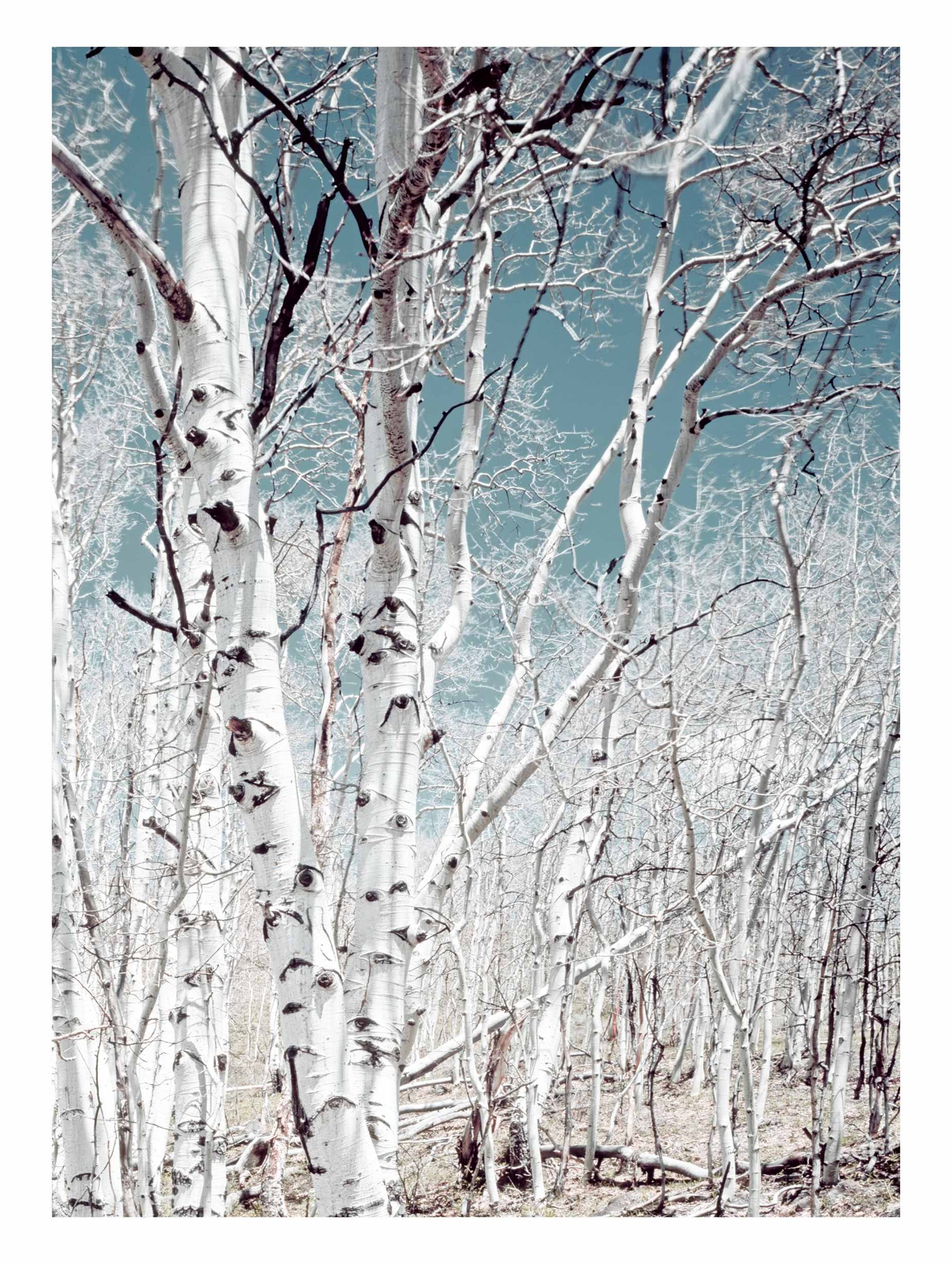 Birch Trees - Carol M. Highsmith