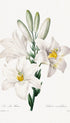 Madonna Lily - Joseph Redoute