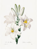 Madonna Lily - Joseph Redoute