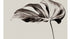 Monochrome Monstera Poster