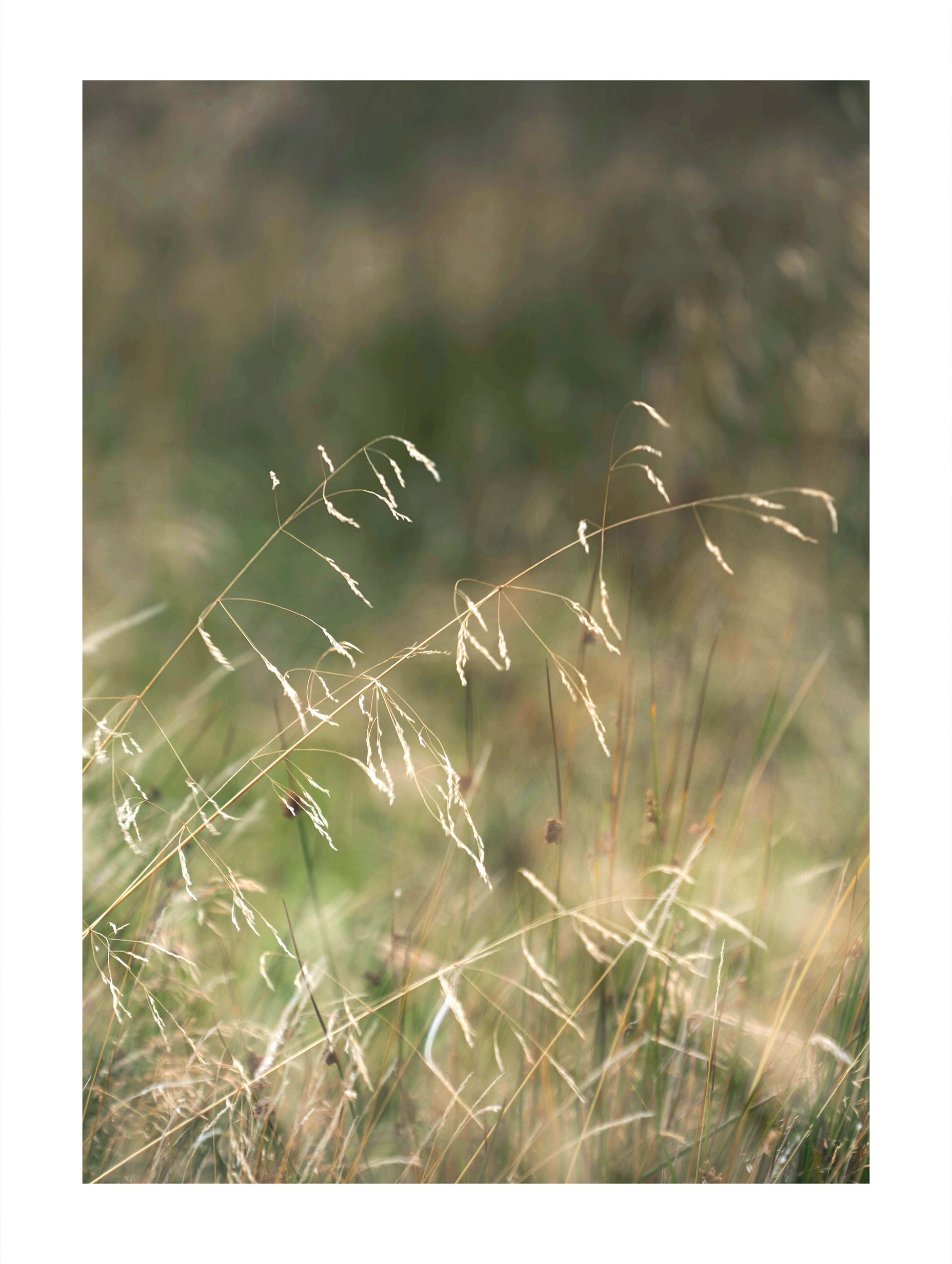 Wavy Hair Grass Poster