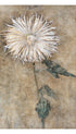Chrysanthemum - Piet Mondrian Art Print