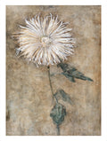 Chrysanthemum - Piet Mondrian Art Print