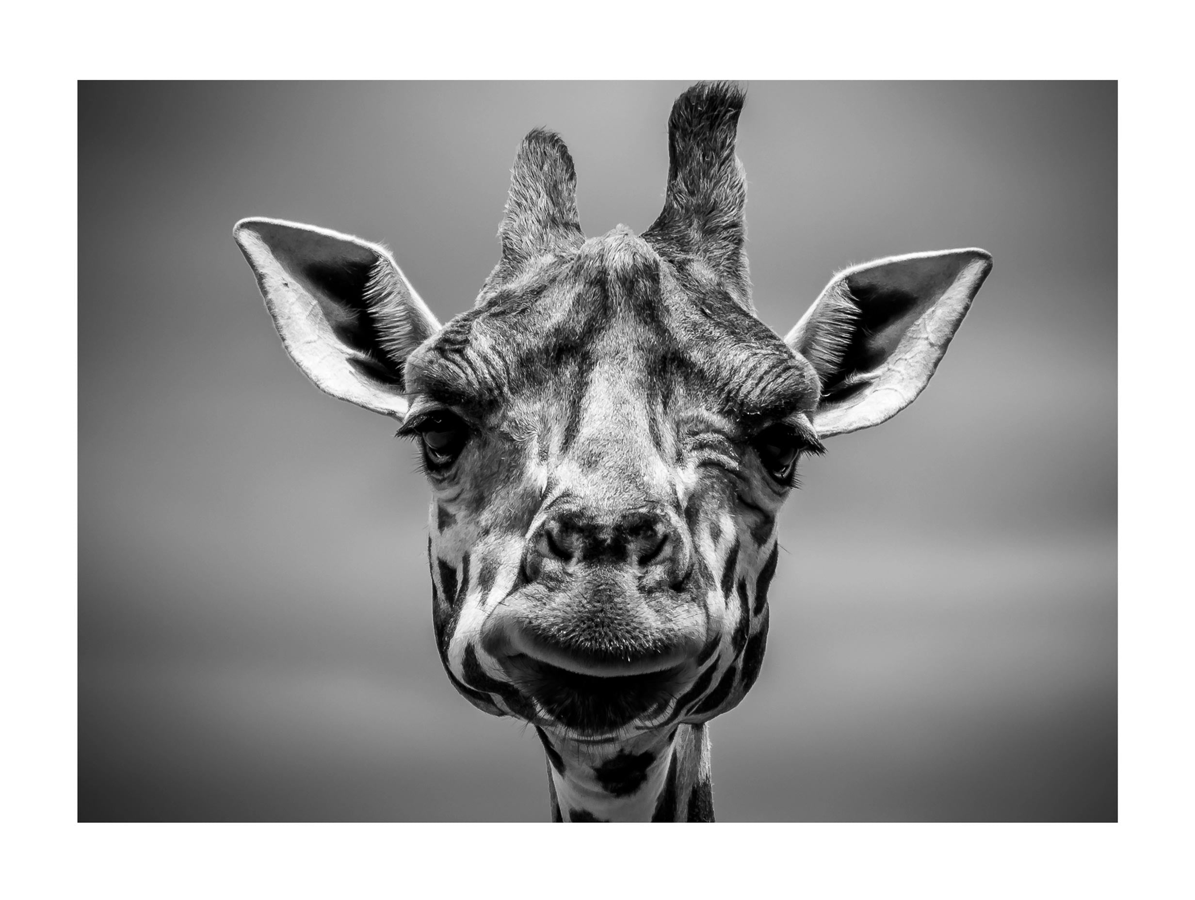 Giraffe Portrait Poster