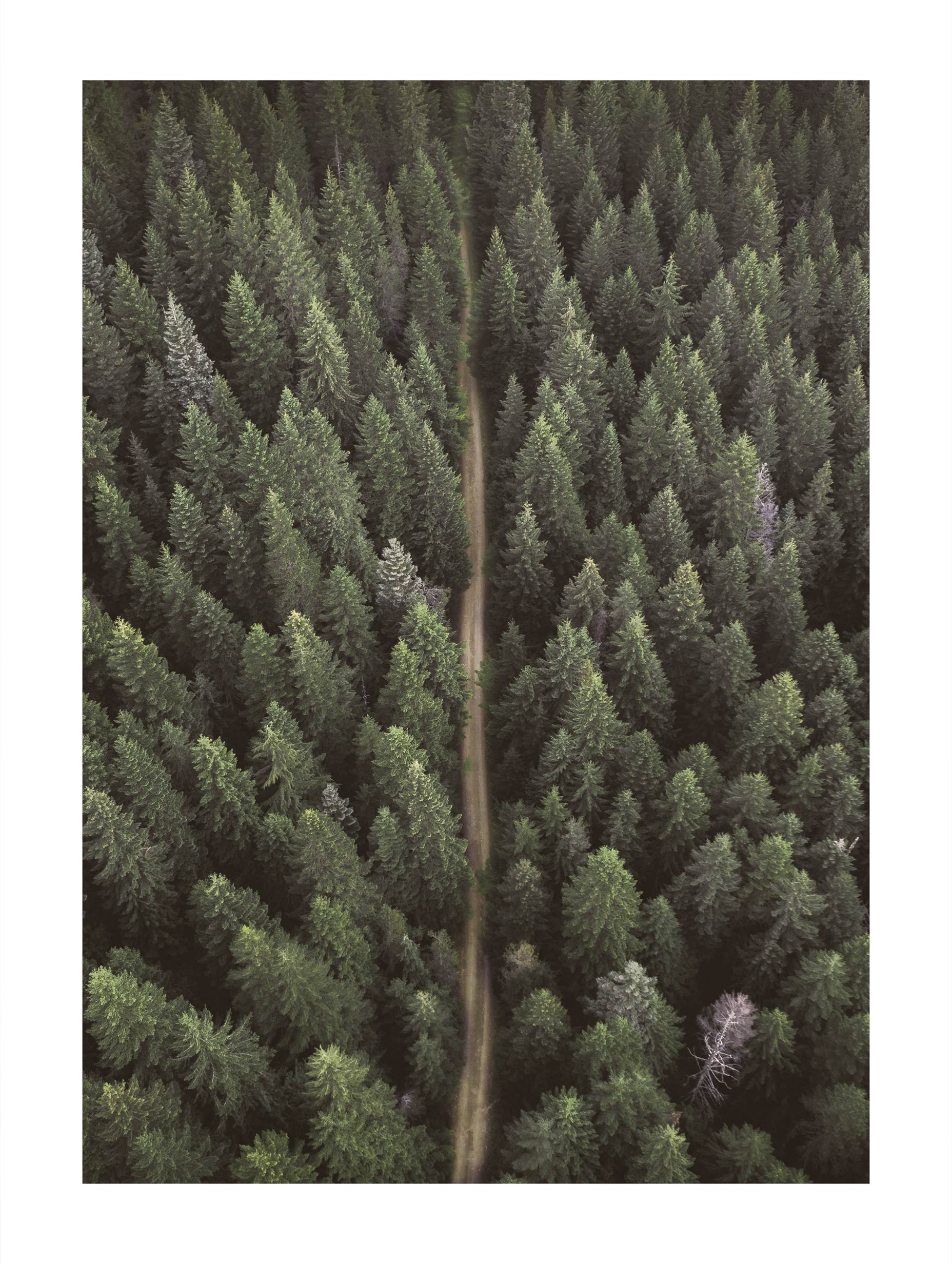 Forest With Dirt Road Poster