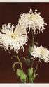Chrysanthemum – Kazumasa Ogawa Art Print
