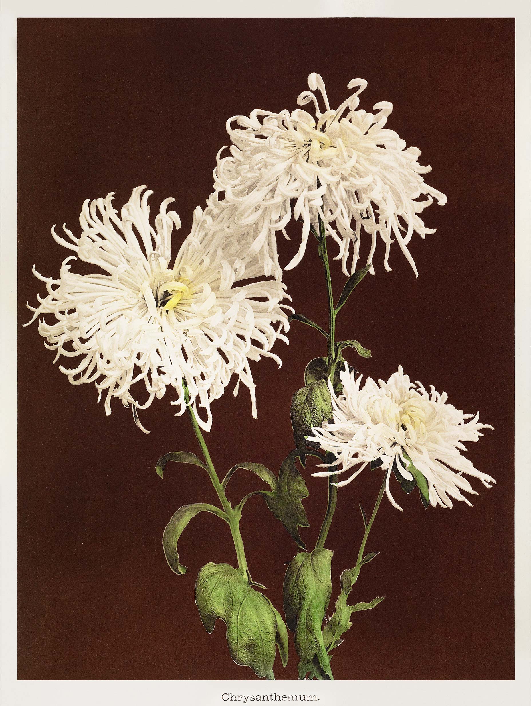 Chrysanthemum – Kazumasa Ogawa Art Print