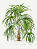 Vintage Palm Tree No 2