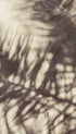 Abstract Palm Leaves Shadows Leaf Art Print