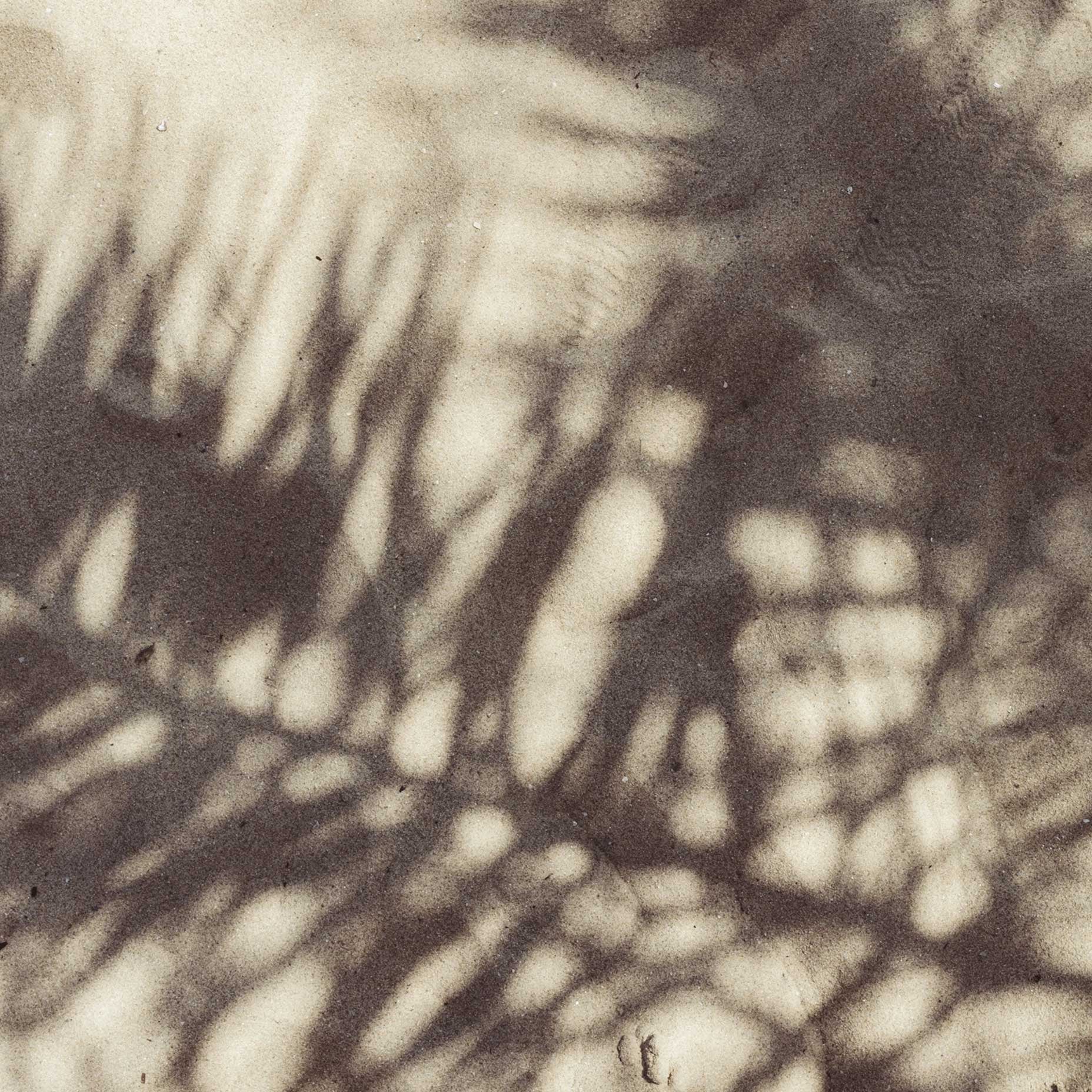 Abstract Palm Leaves Shadows Leaf Art Print