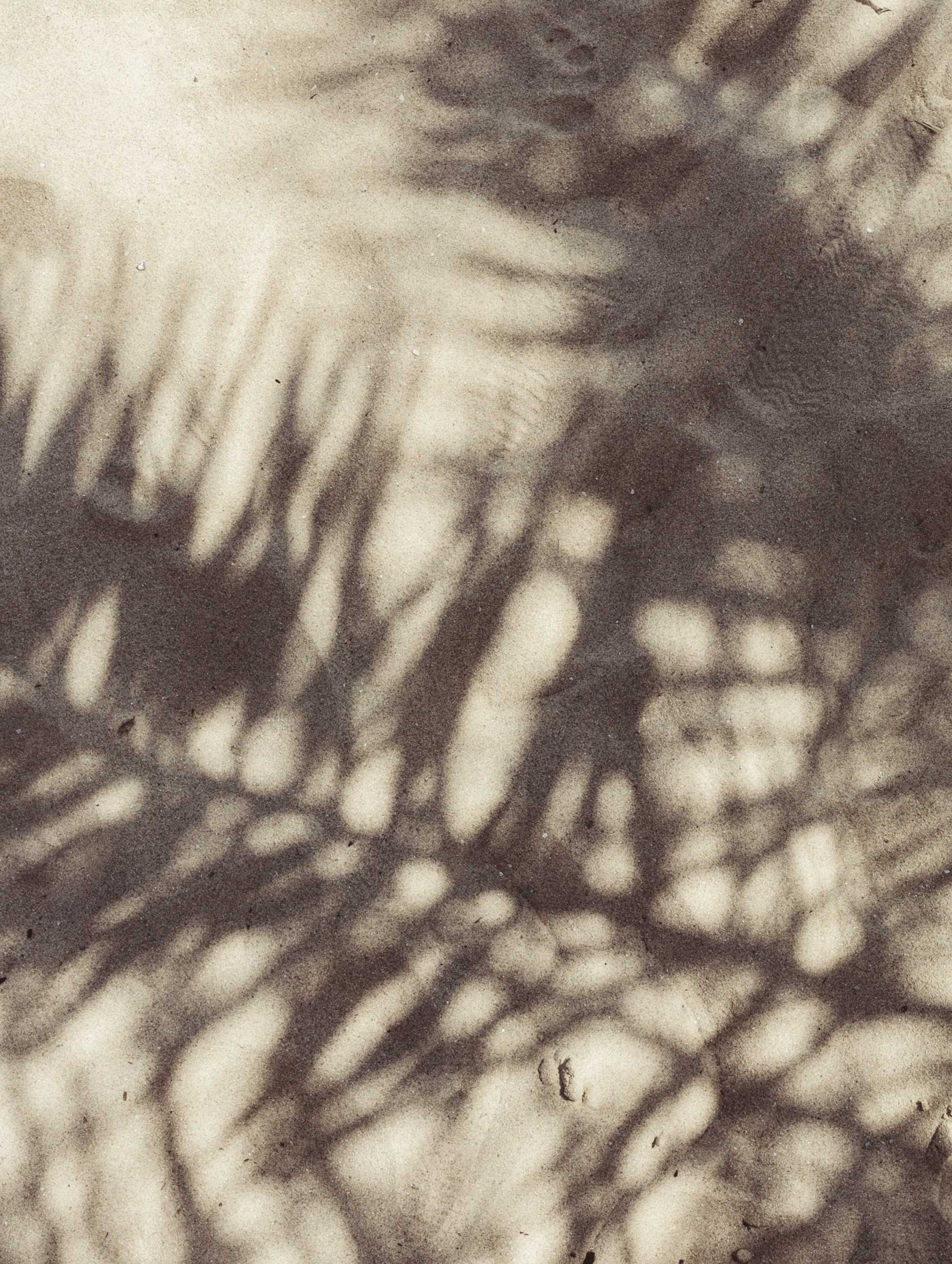Abstract Palm Leaves Shadows Leaf Art Print