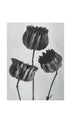 Abutilon Karl Blossfeldt Flower Poster