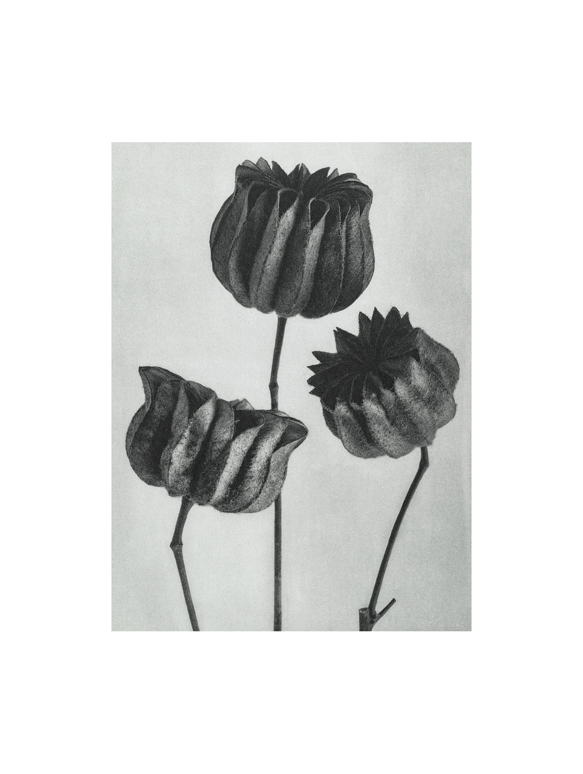 Abutilon Karl Blossfeldt Flower Poster
