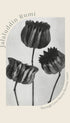 Abutilon (Lime Mallow) Karl Blossfeldt Art Print