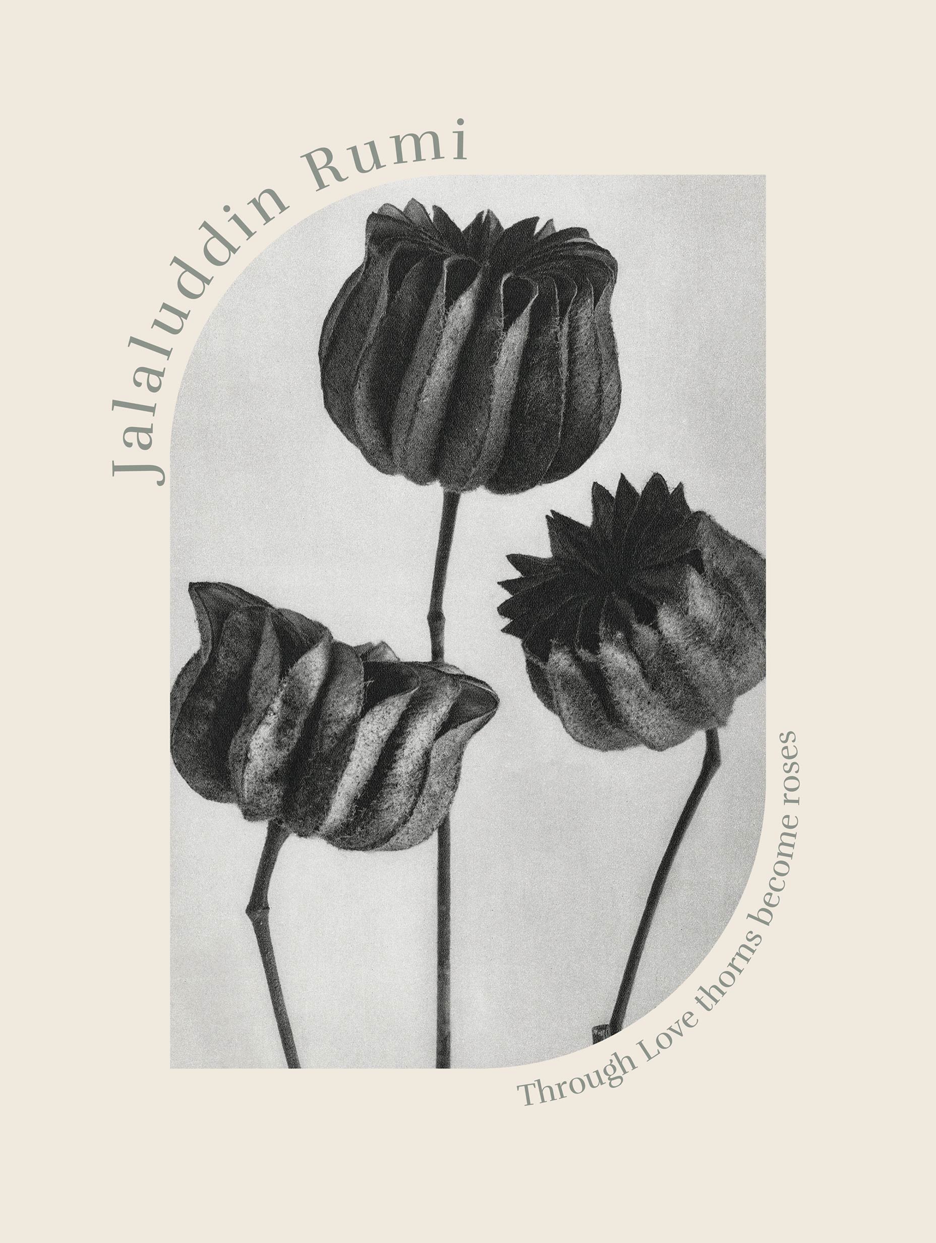 Abutilon (Lime Mallow) Karl Blossfeldt Art Print