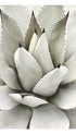 Agave Core Botanical Poster