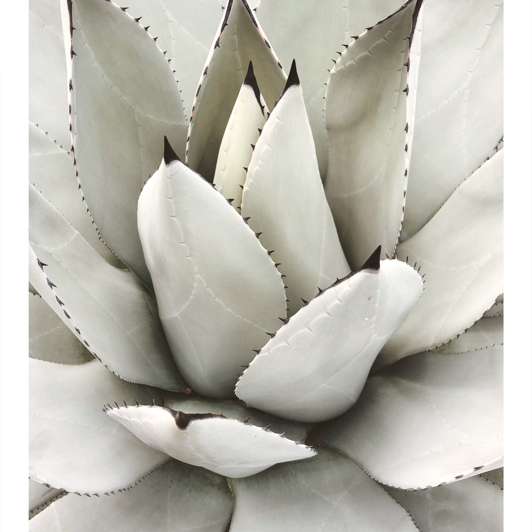 Agave Core Botanical Poster