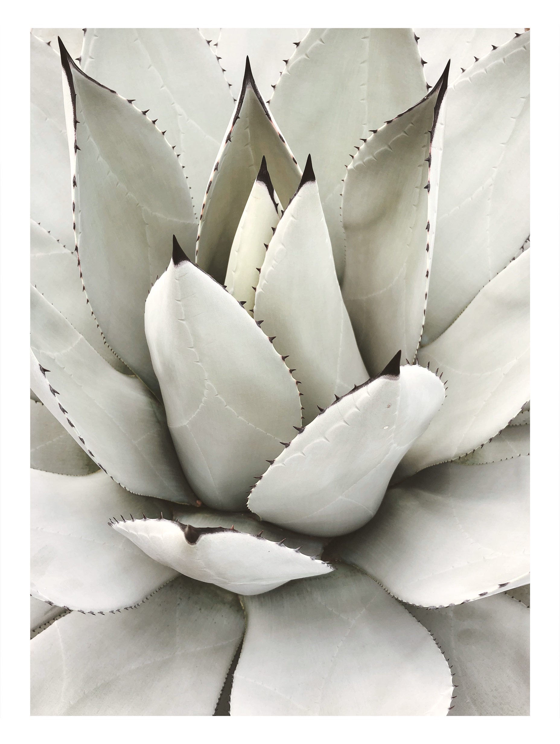 Agave Core Botanical Poster