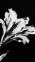Alstroemeria Flower Black and White Flower Art Print