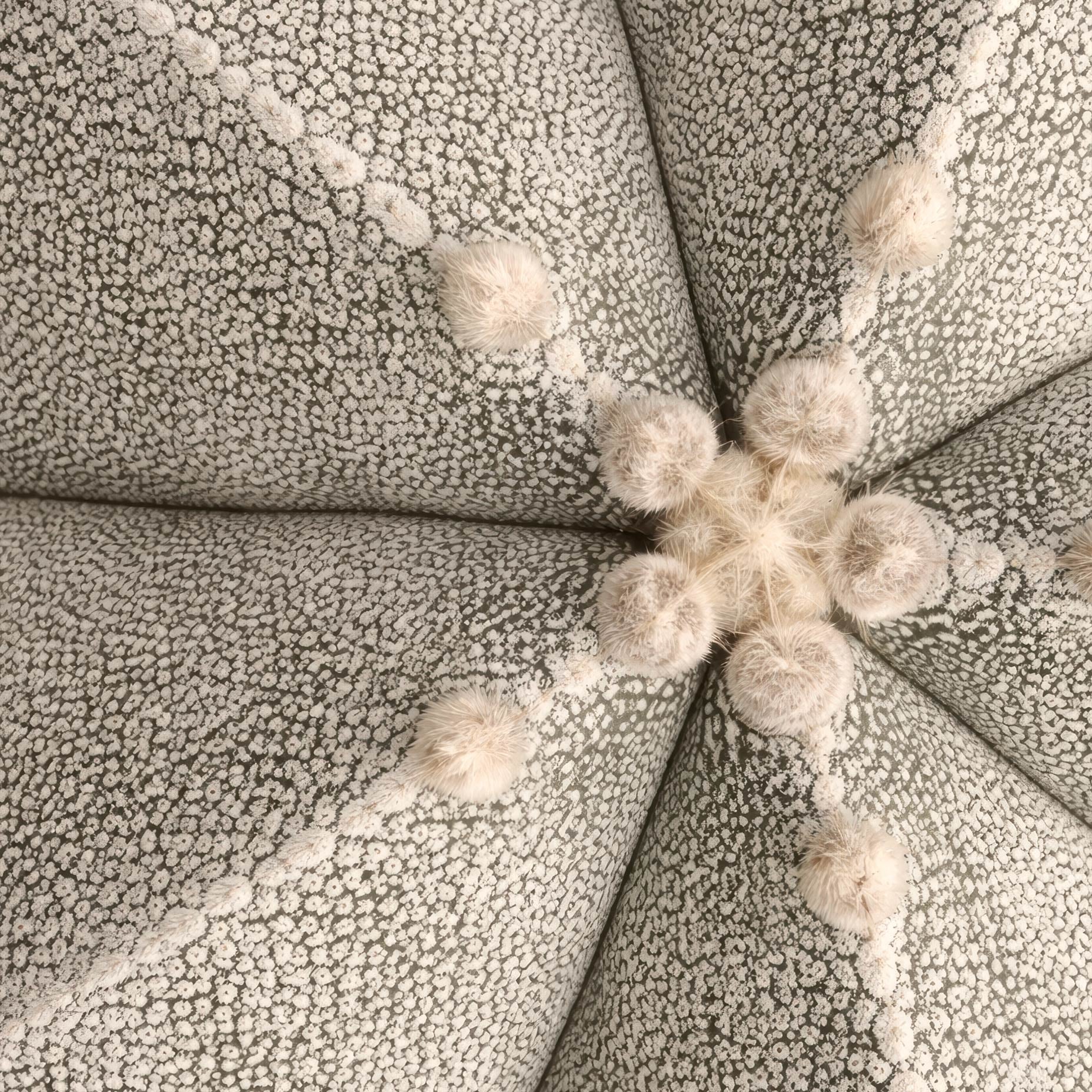 Astrophytum Myriostigma Flower Art Print