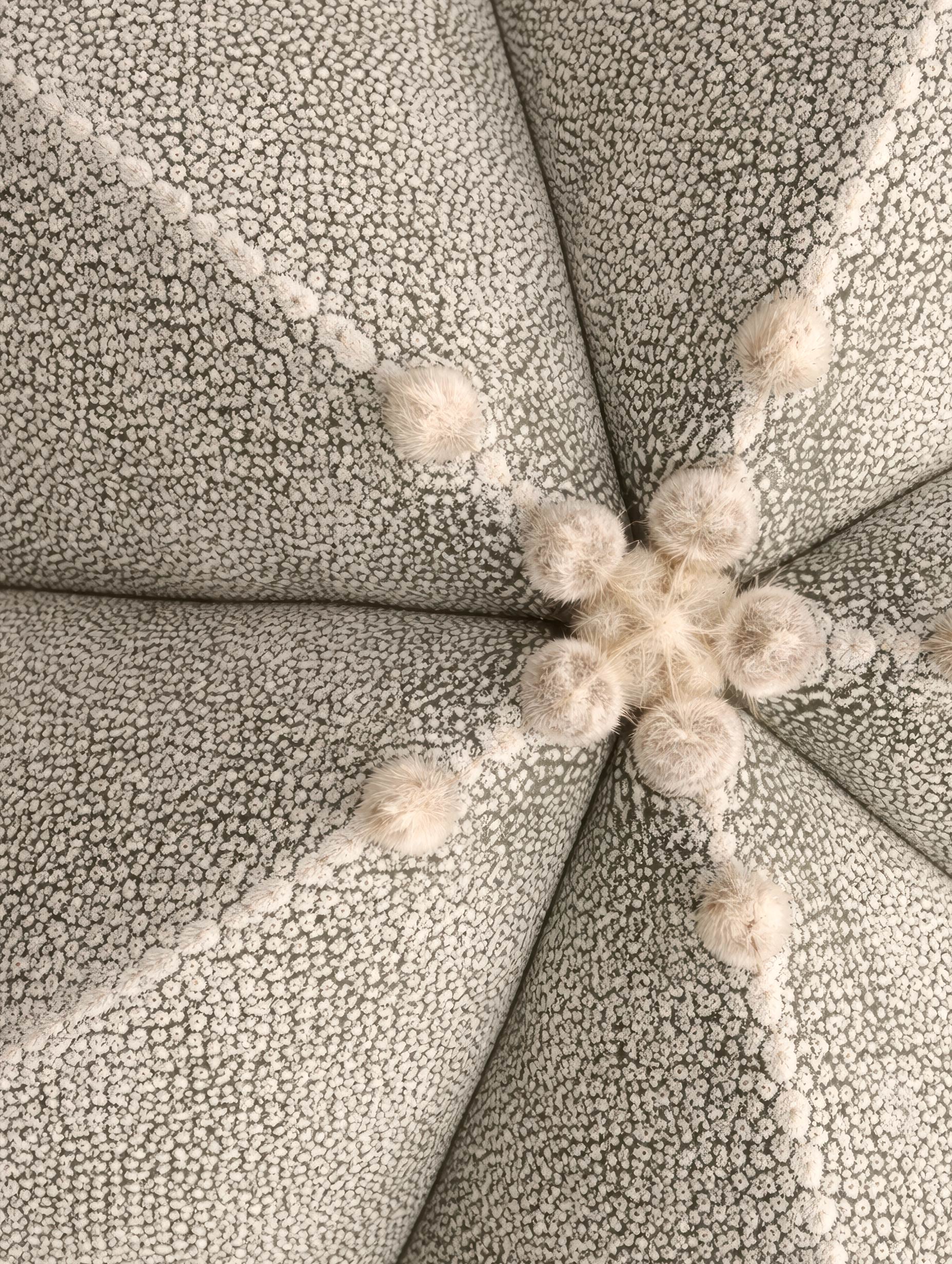 Astrophytum Myriostigma Flower Art Print