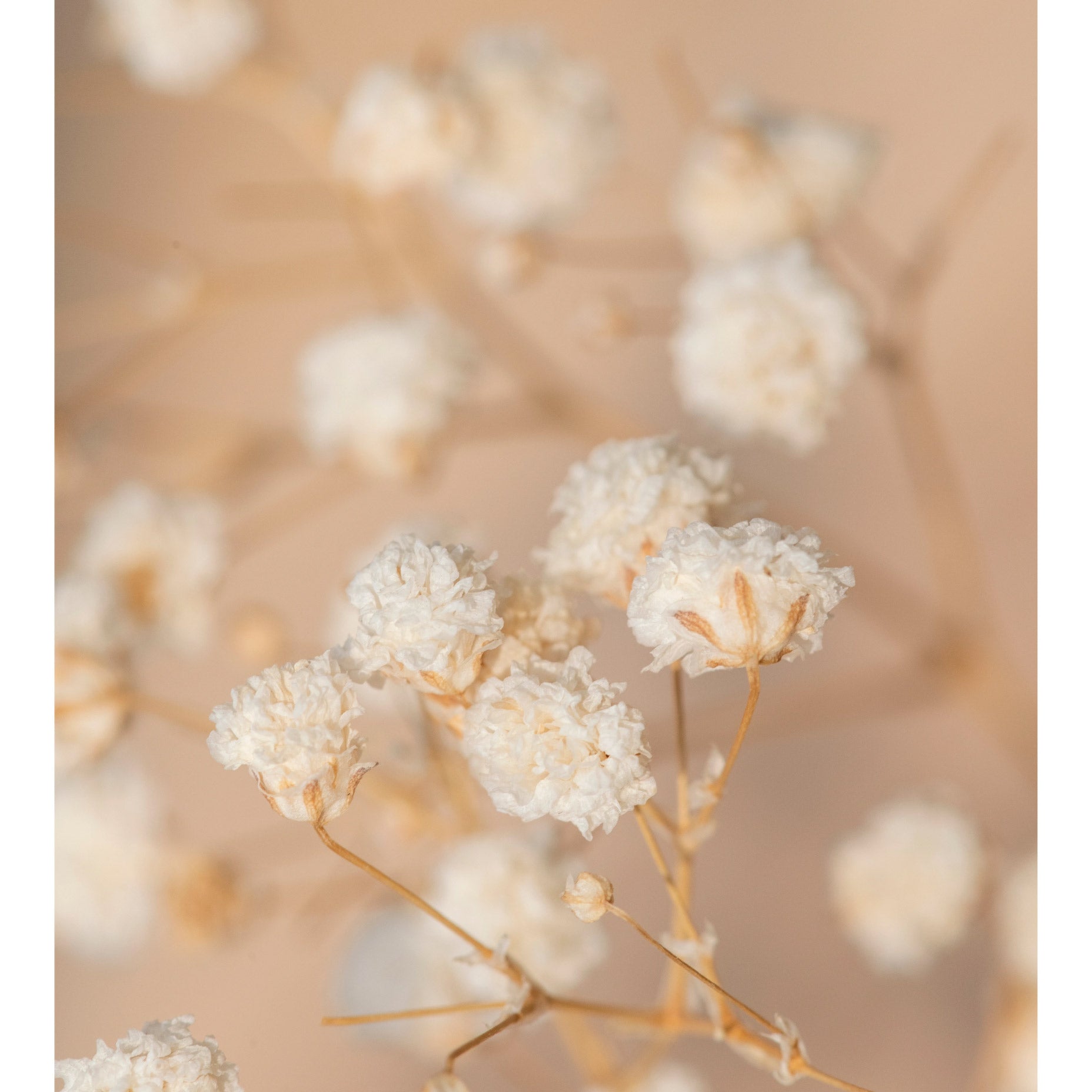Baby’s Breath Flower Poster