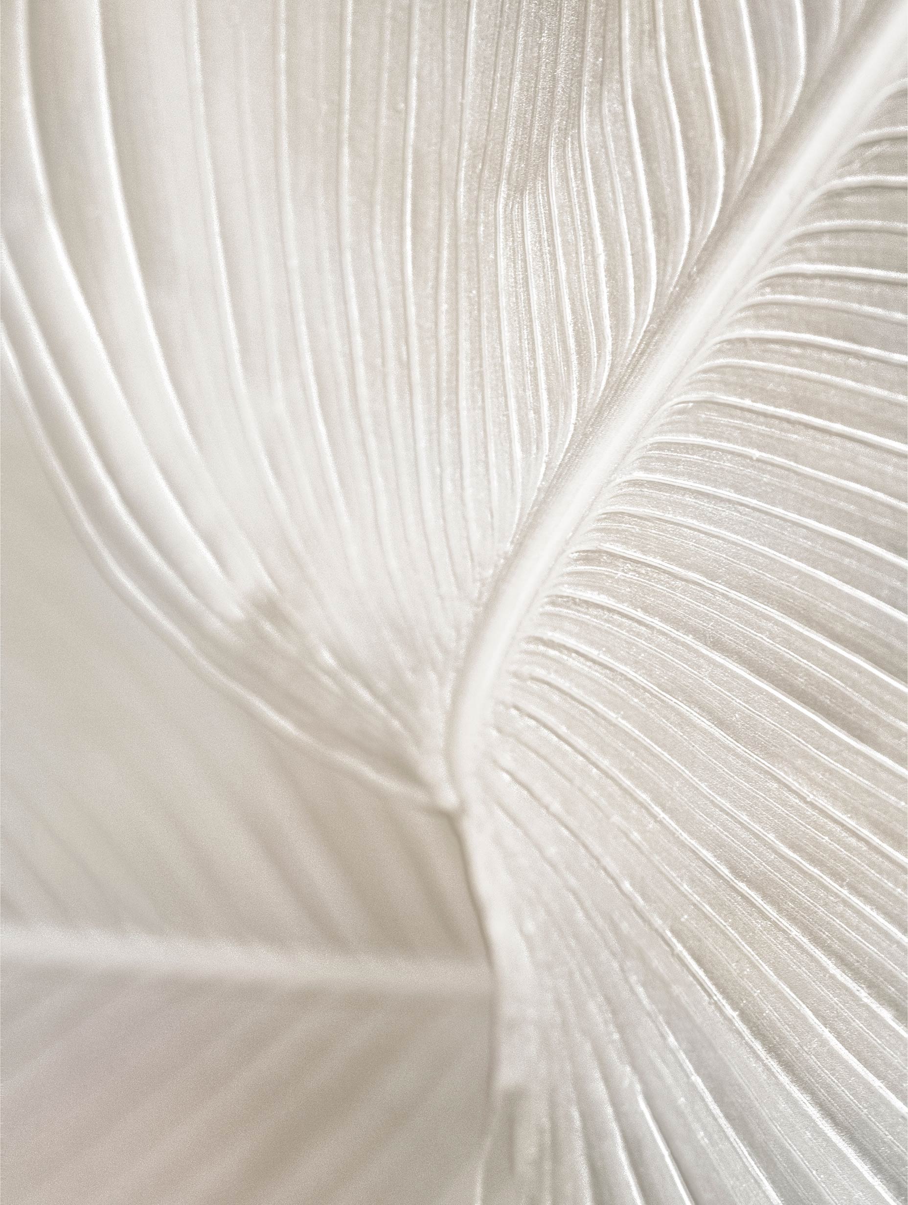 Bird of Paradise leaf Botanical Poster