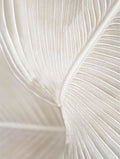 Bird of Paradise leaf Botanical Poster