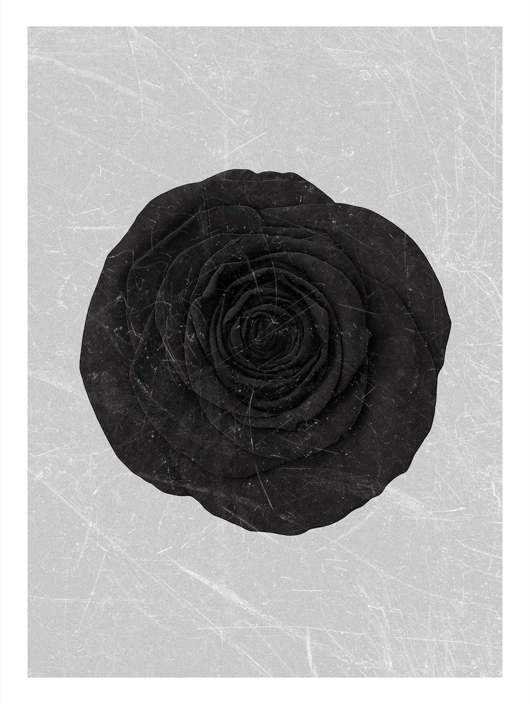 Black Rose Flower Art Print