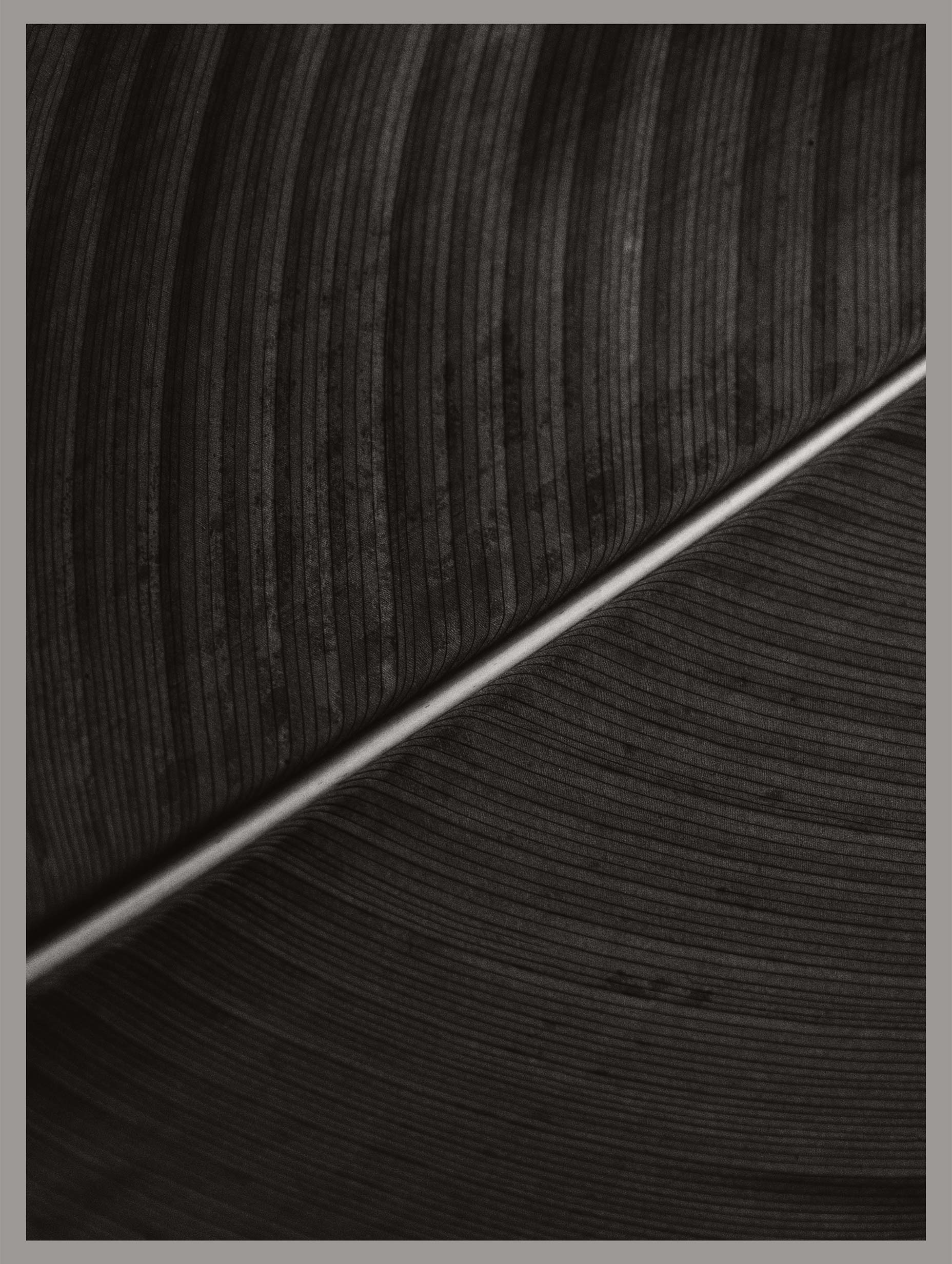 Black Texture Leaf Art Print