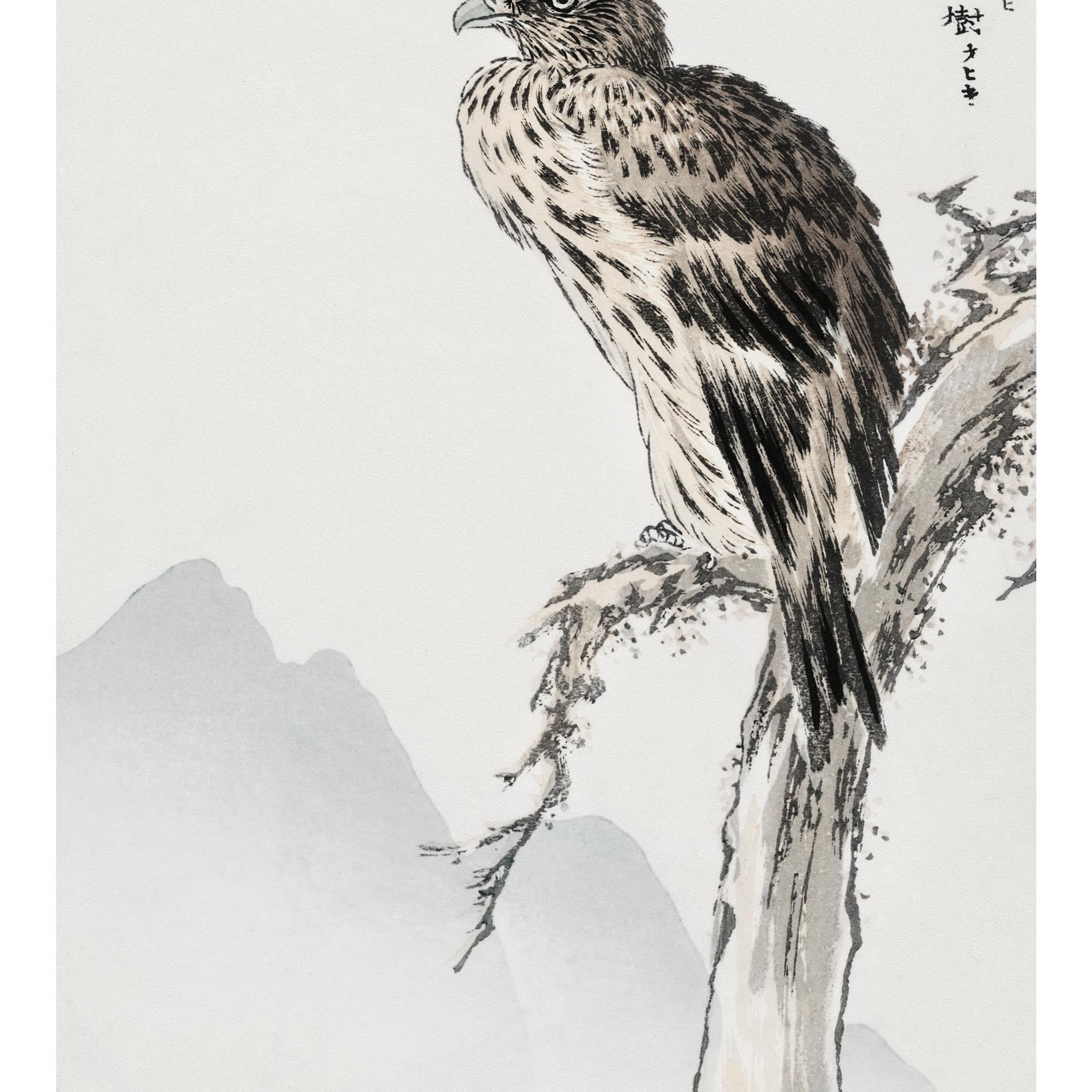 Black Eared Kite Japanese Art Print