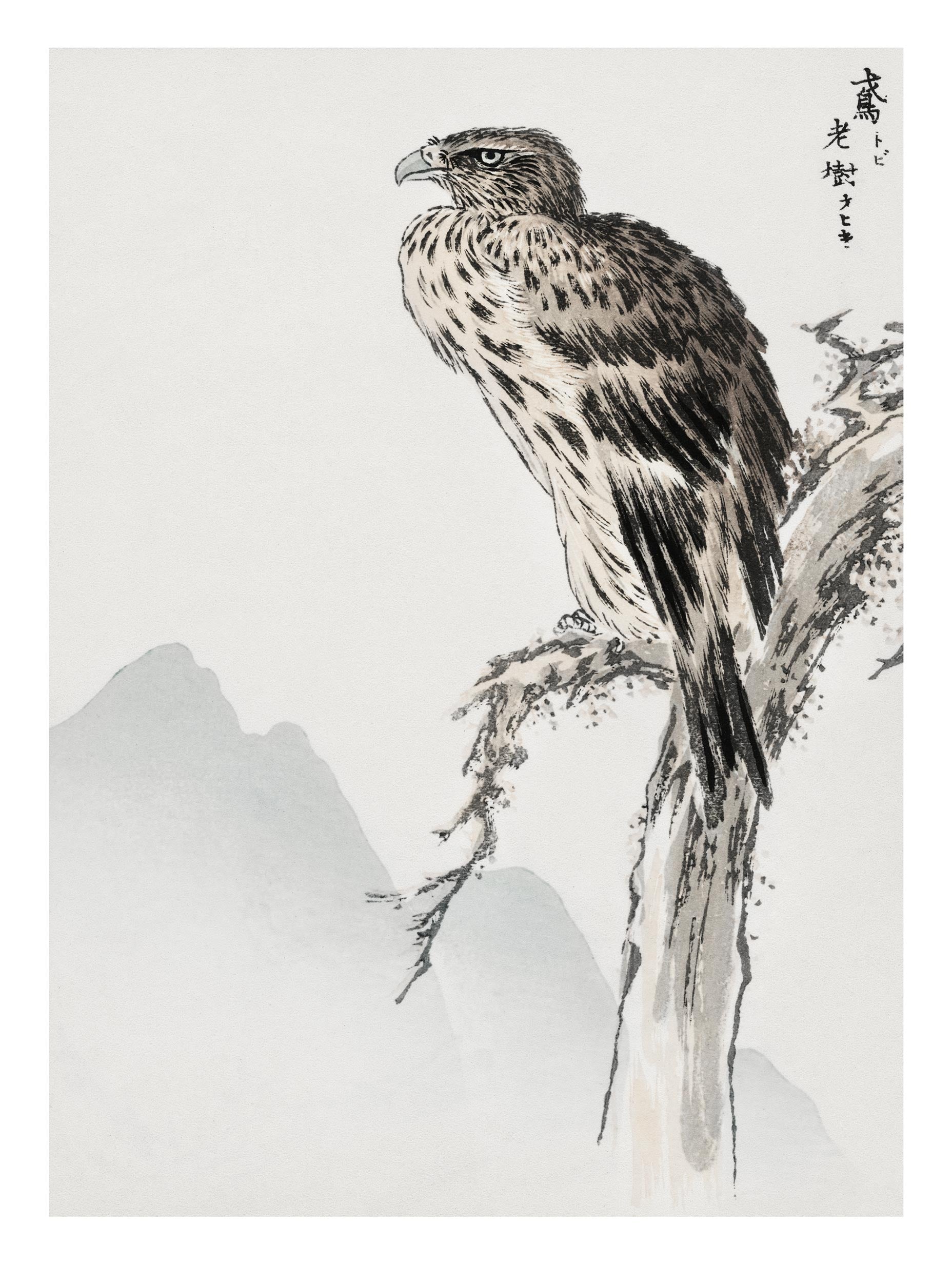 Black Eared Kite Japanese Art Print