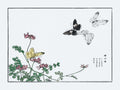 Butterflies and Flower - Morimoto Toko